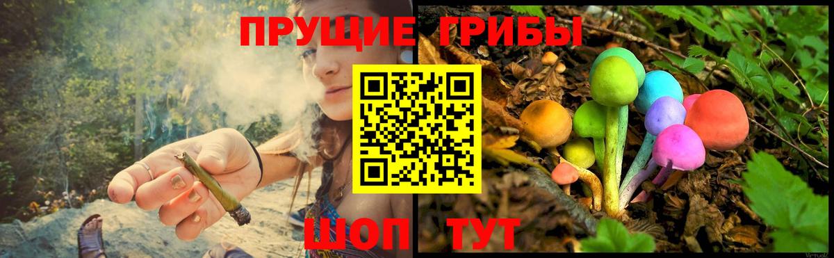 Псилоцибиновые грибы Psilocybe Тюмень